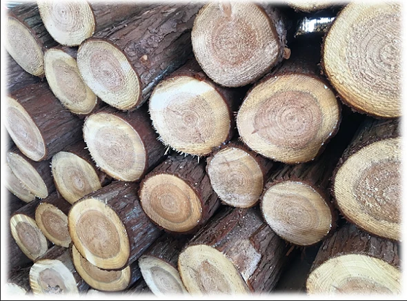 Fir Fir