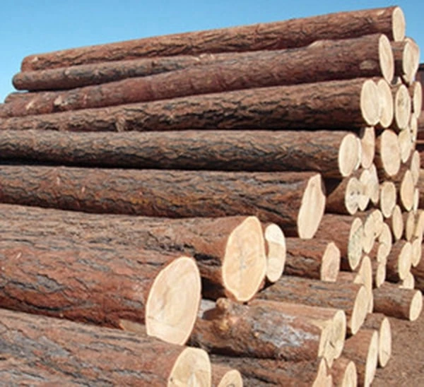 Poplar Poplar